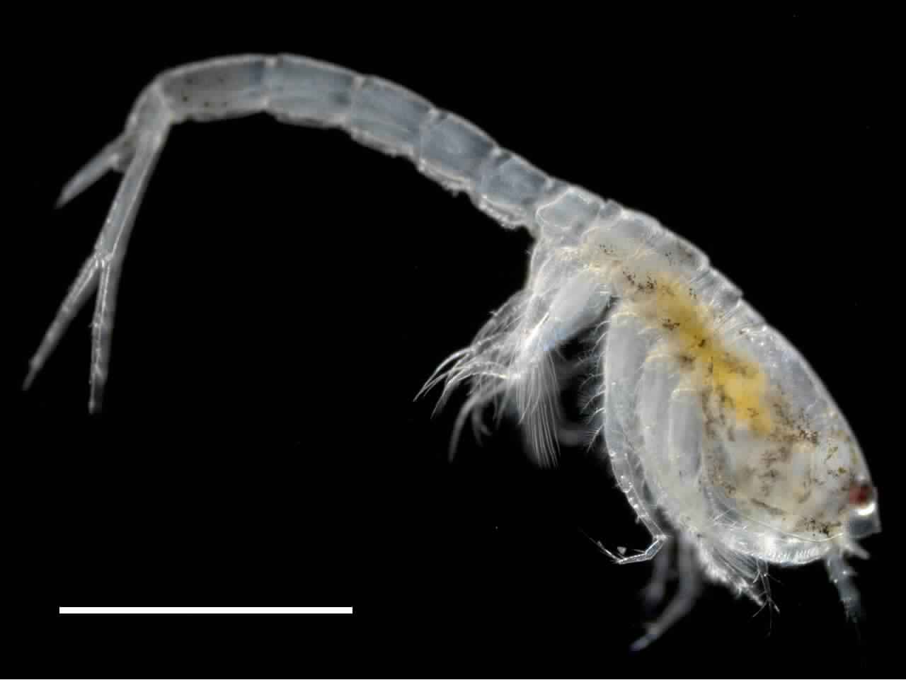 Представитель Семейства Lampropidae